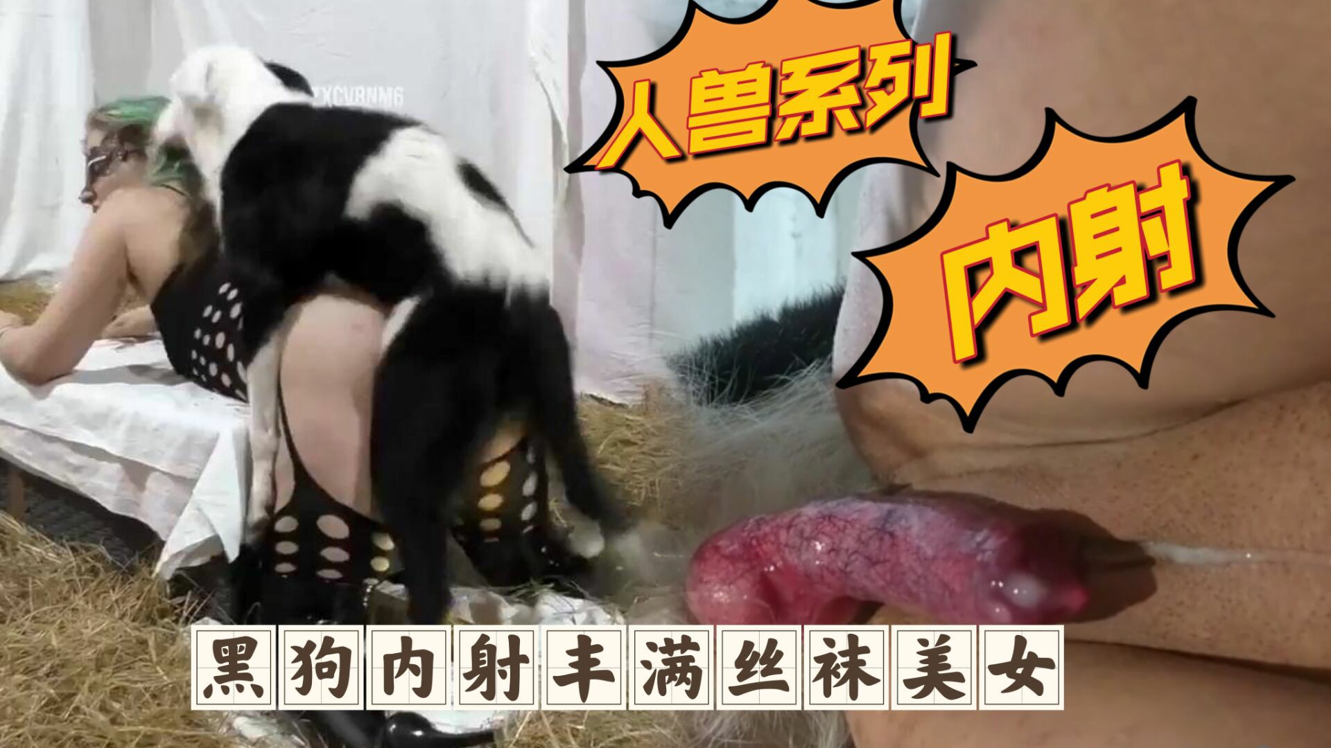 【人与兽系列】黑狗内射丰满丝袜美女重口